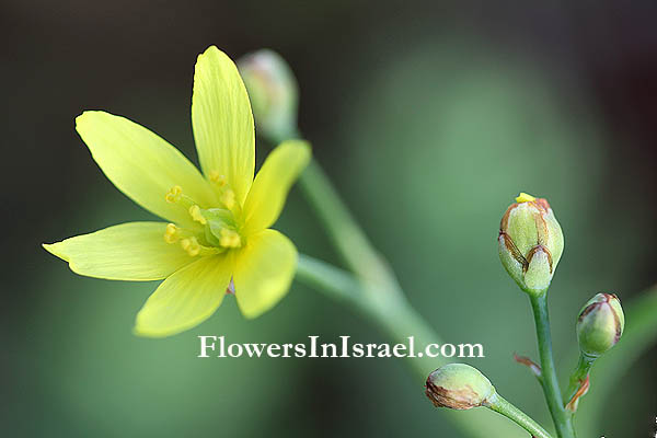 Bongardia chrysogonum, Leontice chrysogonumת, Bongardia rauwolfia, Golden rod,Lady's nightcap,عريفة  الديك، رجل  الديك ,כרבולתן השדות 