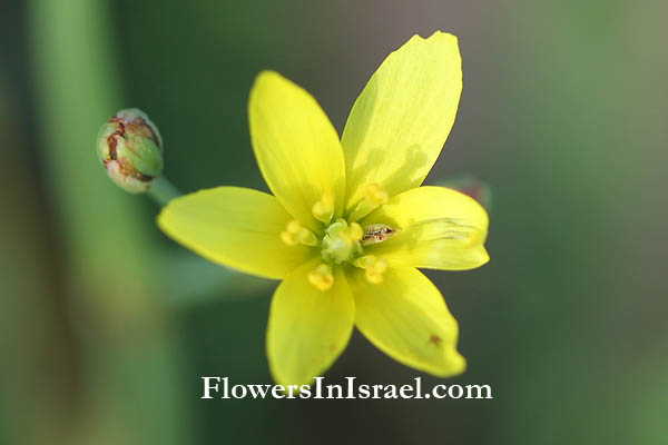 פרחים וצמחי בר בארץ ישראל: דיווחי פריחה