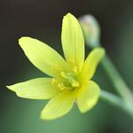 Bongardia chrysogonum, Flowers in Israel, Send