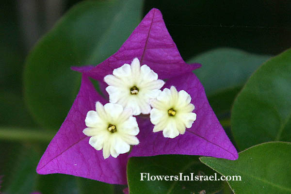 Israel wildflowers and native plants