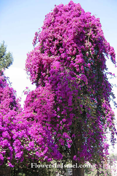 Bougainvillea glabra, Paper Flower,Lesser bougainvillea, בוגנוויליה