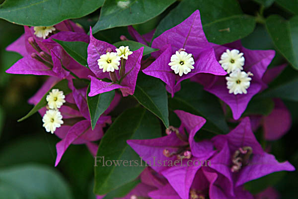 Bougainvillea glabra, Paper Flower,Lesser bougainvillea, בוגנוויליה