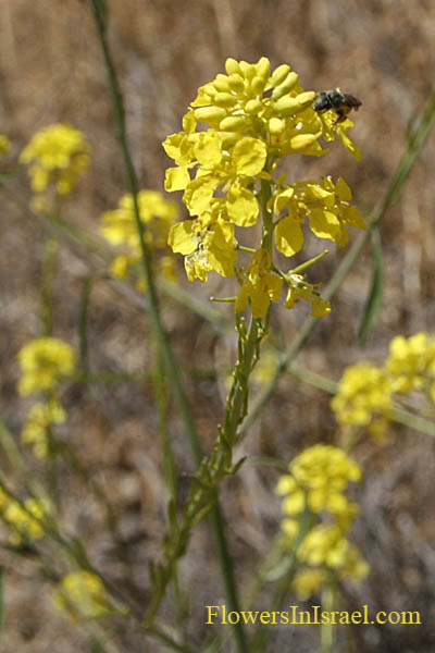 Brassica nigra, Sinapis nigra, Black mustard, Shortpod mustard, البراسيكا السوداء ,כרוב שחור