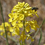 Brassica nigra, Israel, Yellow Flowers