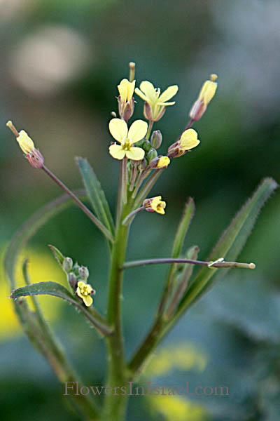 Botany, Israel, Wildflowers, Nature