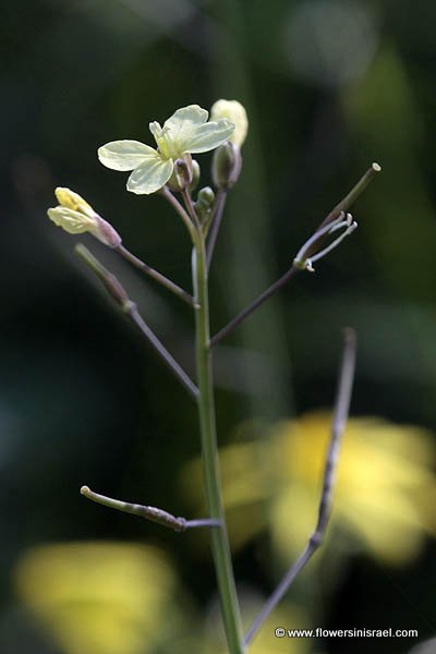  Brassica tournefortii, Tournefort's Mustard, כרוב החוף, خردل بري - قراص