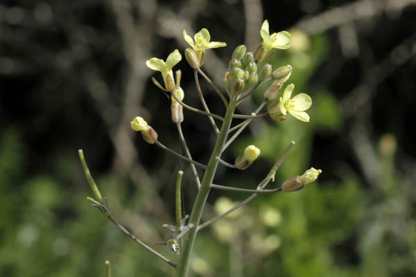 Brassica tournefortii, Tournefort's Mustard, כרוב החוף, خردل بري - قراص