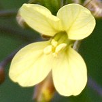 Brassica tournefortii, Israel Wildflowers, cream flowers