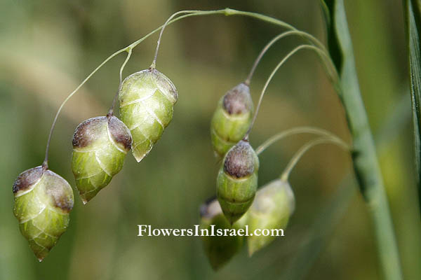 Flowers, Israel, Briza maxima, large Quaking-grass, זעזועית גדולה