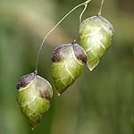 Briza maxima, Israel, green flowers, wildflowers