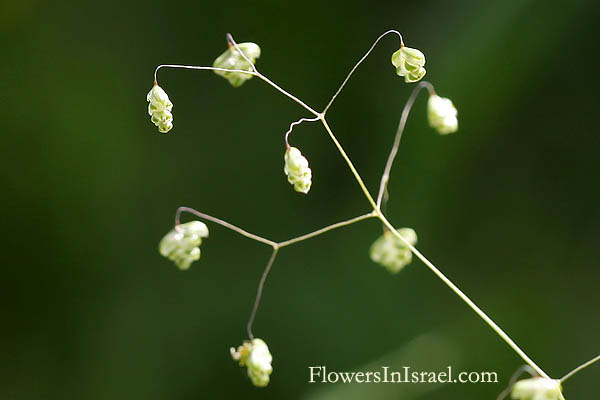 Israel, Nature, Travel, Wildflowers, Botany