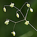 Briza minor, Israel, green flowers, wildflowers