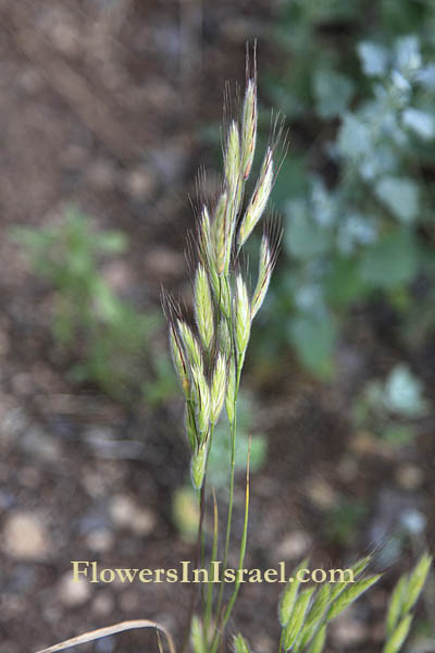 Bromus alopecuros, Foxtail brome, Weedy brome, ברומית זנב-שועל, شعير