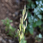 Bromus alopecuros, Flowers in Israel, Send