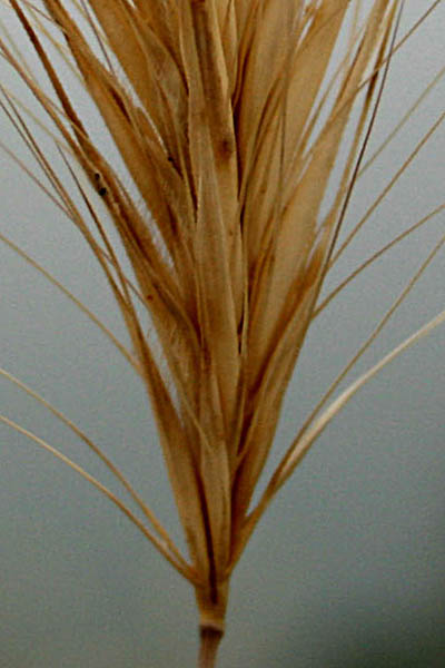 Bromus fasciculatus, Fascicled brome,الشويعرة ,  شعير ,  زرعه  ,ברומית מאוגדת 