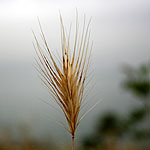 Bromus fasciculatus, Flowers in Israel, Send