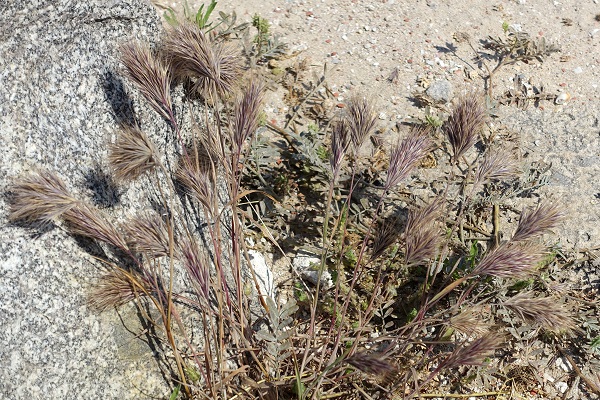 Bromus rigidus, Anisantha diandra subsp. rigida, Anisantha rigida, Bromus diandrus subsp. rigidus,<br> Bromus diandrus var. rigidus, Bromus maximus, Bromus villosus, <br> rigid brome, ripgut brome, ripgut grass, brome grass, great brome, stiff brome, <br> Hebrew: ברומית שעירה, Arabic: الشويعرة الصلبة