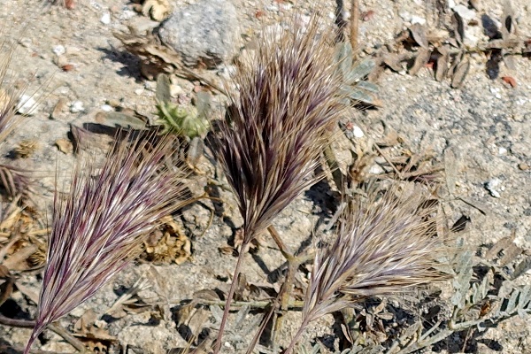 Bromus rigidus, Anisantha diandra subsp. rigida, Anisantha rigida, Bromus diandrus subsp. rigidus,<br> Bromus diandrus var. rigidus, Bromus maximus, Bromus villosus, <br> rigid brome, ripgut brome, ripgut grass, brome grass, great brome, stiff brome, <br> Hebrew: ברומית שעירה, Arabic: الشويعرة الصلبة