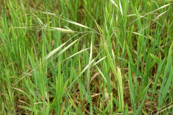 Bromus sterilis, Anisantha sterilis, Genea sterilis, barren brome, poverty brome, sterile brome, ברומית עקרה,  شويعرة عقيمة  