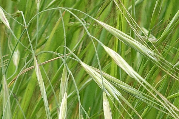 Bromus sterilis, Anisantha sterilis, Genea sterilis, barren brome, poverty brome, sterile brome, ברומית עקרה,  شويعرة عقيمة  