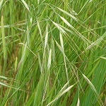 Bromus sterilis, Flowers in Israel, Send