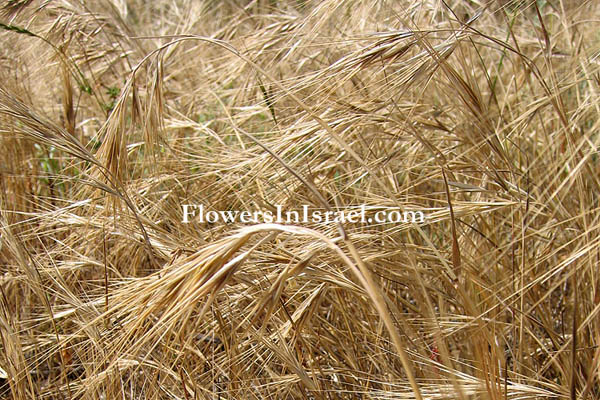 Bromus tectorum, Wall Brome Grass,الشويعرة, ברומית הגגות