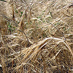 Bromus tectorum, Flowers in Israel, Send