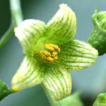 Bryonia cretica, Israel, green flowers, wildflowers