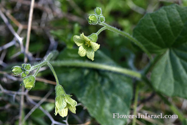 Bryonia syriaca, Syrian Bryony, סורית דלעת-נחש