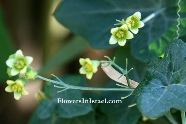 Bryonia syriaca, Syrian Bryony, דלעת-נחש סורית, عنب السحلية , عنب الحية