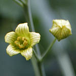 Bryonia syriaca, Israel, green flowers, wildflowers