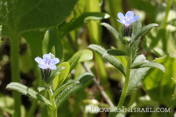 Buglossoides tenuiflora, Lithospermum tenuiflorum, Gromwell, גלעינית זעירת-פרחים