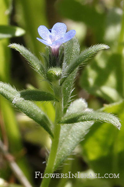 Israel flowers, wildflowers, flora, Israel, Plants