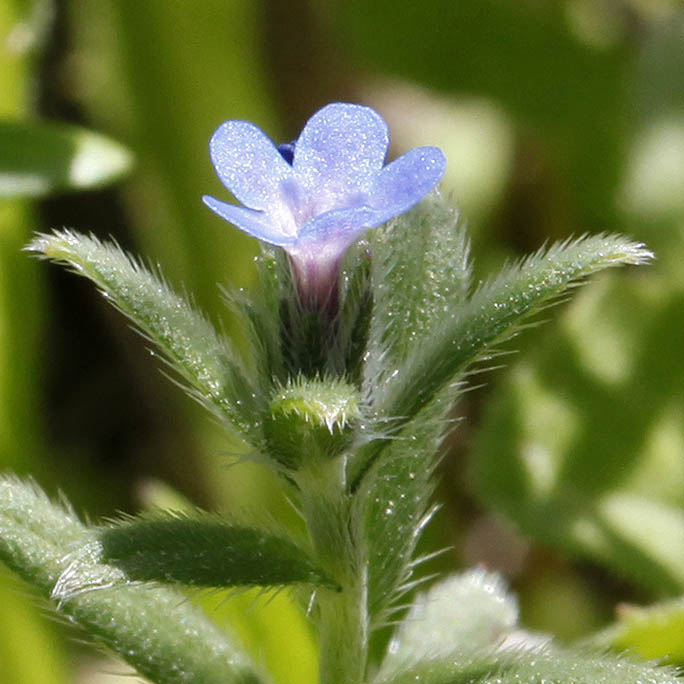 Buglossoides tenuiflora, Flowers in Israel, Send