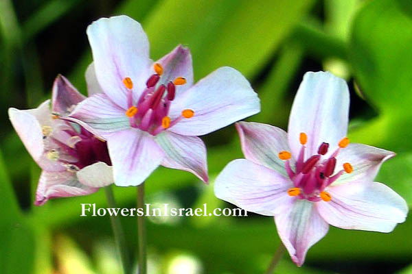 Israel, wildflowers, Butomus umbellatus, Flowering Rush, בוציץ סוככני, البوطي الخيمي