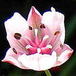 Butomus umbellatus, Flowers in Israel, Send