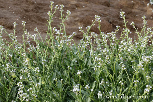 Cakile maritima, Bunias cakile, European searocket, דו-פרק חופי