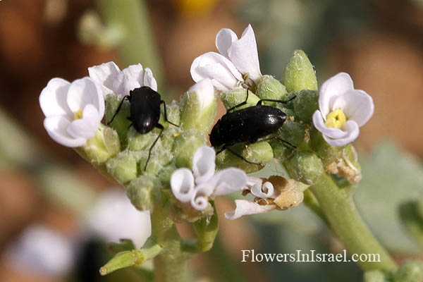 Cakile maritima, Bunias cakile, European searocket, דו-פרק חופי