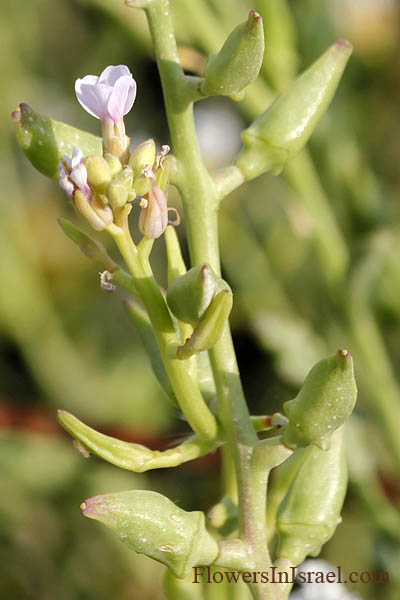 Cakile maritima, Bunias cakile, European searocket, דו-פרק חופי