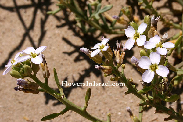 Flora, Israel, Send flowers online