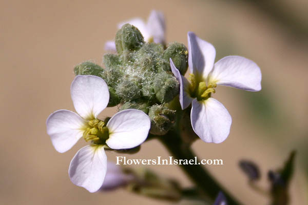 Bloemen in Israel: Cakile maritima, Bunias cakile, European searocket, דו-פרק חופי