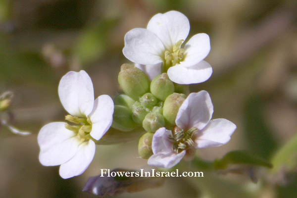 Vilda blommor i Israel: Cakile maritima, Bunias cakile, European searocket, דו-פרק חופי