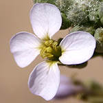 Cakile maritime, Israel, Lilach flowers, Lilac Flowers