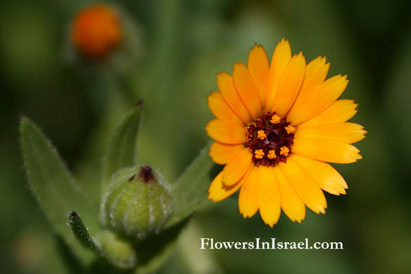 Flowers, Israel, send flowers online
