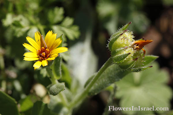 Calendula arvensis, Field Marigold,  عين البقر,צפורני-חתול מצויות