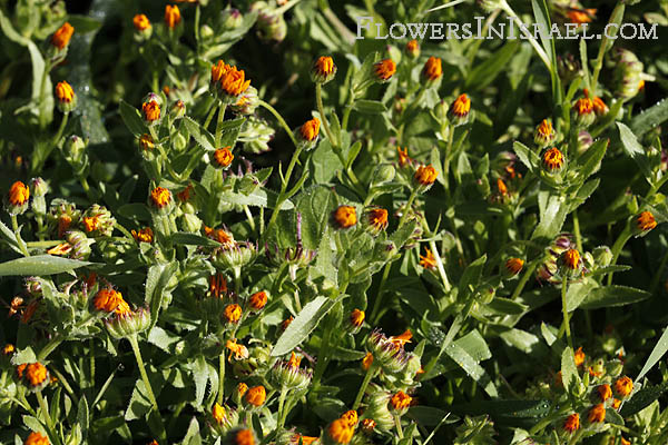 Calendula arvensis, Calendula aegyptiaca, Field Marigold, أزريون

,צפורני-חתול מצויות 