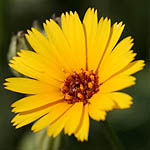 Calendula arvensis, Israel, Yellow Flowers