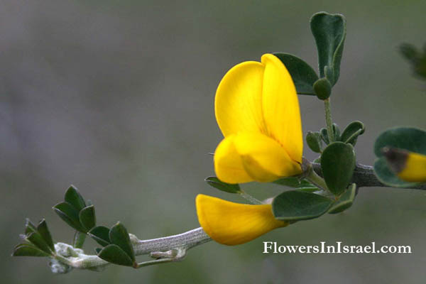 Calicotome villosa, Calycotome villosa, Spiny Broom, קידה שעירה, الجربان, القندول