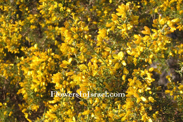 Wildflowers, Israel, send flowers online