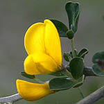 Calicotome villosa, Israel, Yellow Flowers